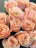 Букет из 15 роз Эквадор Shimmer (60см)
