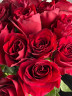 Букет из 25 роз Эксплорер