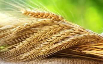Колосья пшеницы с доставкой в Краснодаре