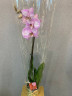 Орхидея ветка в горшочке