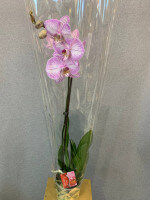 Орхидея ветка в горшочке с доставкой в Краснодаре