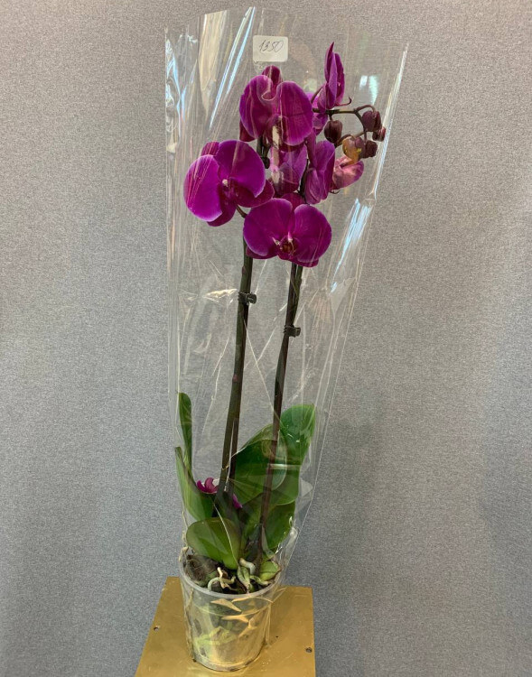 Орхидея в горшочке с доставкой в Краснодаре