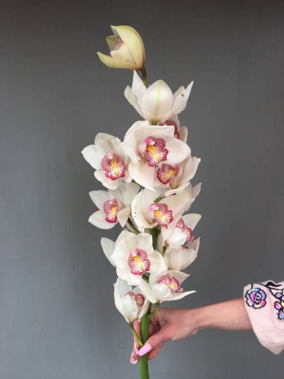 Орхидея с доставкой в Краснодаре