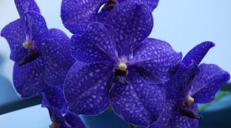 Орхидея Ванда с доставкой в Краснодаре