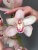 Орхидея цветок
