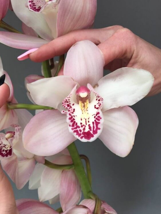 Орхидея цветок с доставкой в Краснодаре