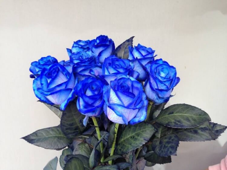Синие розы с доставкой в Краснодаре