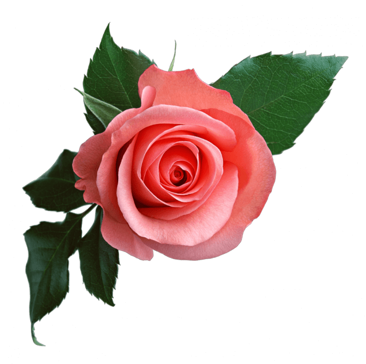 Садовая роза с доставкой в Краснодаре