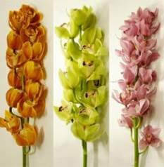 Цимбидиум орхидея с доставкой в Краснодаре