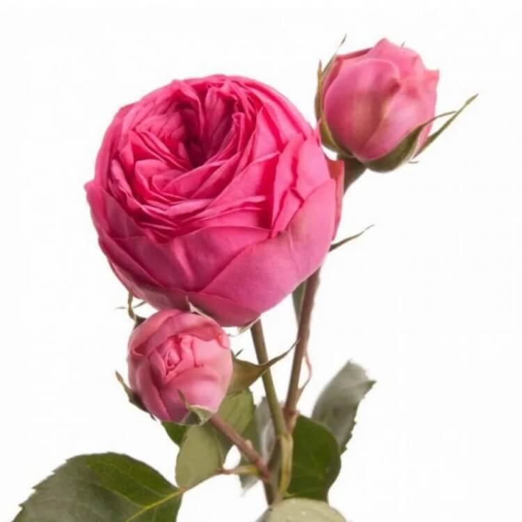 Пионовидная кустовая роза с доставкой в Краснодаре